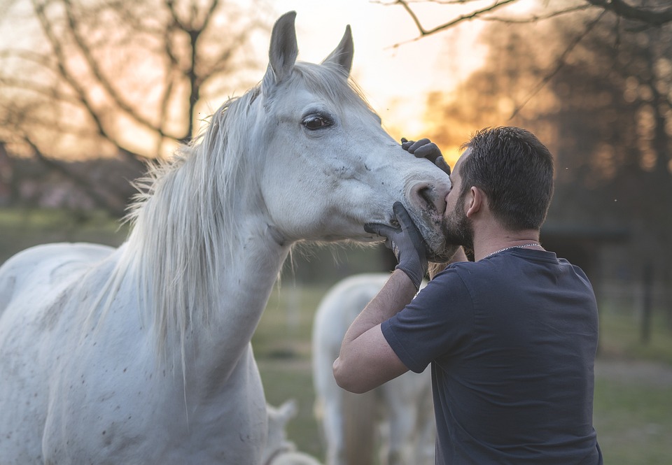 Rassenportraits: Der Lipizzaner