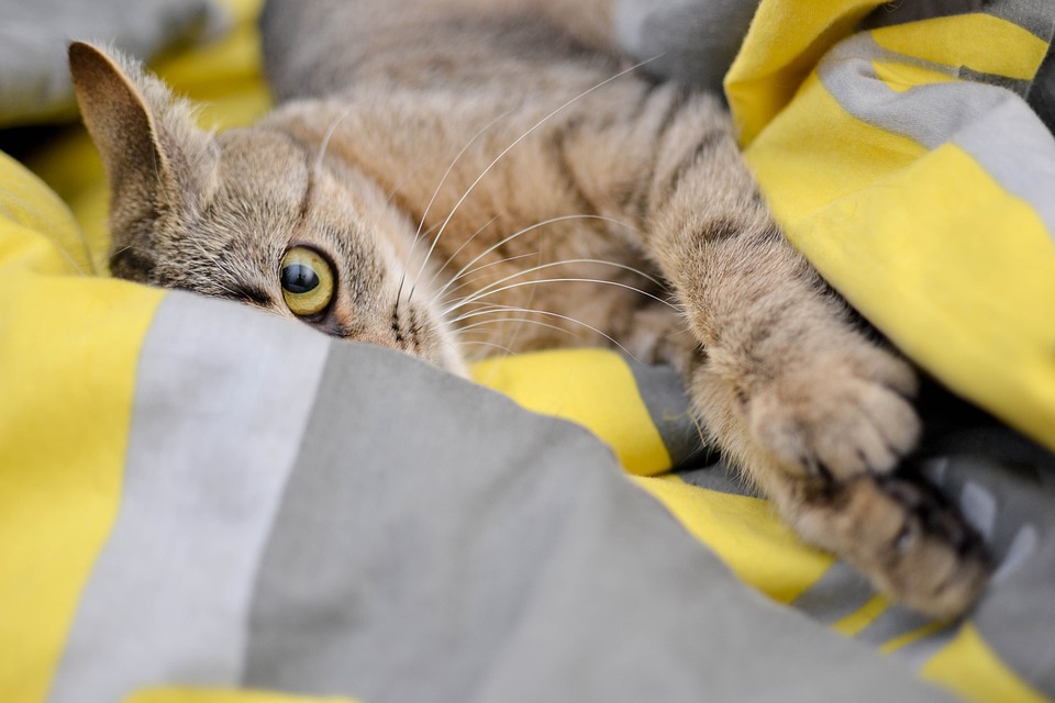 Wohltätigkeitsorganisationen für Katzen: Wie Sie helfen können