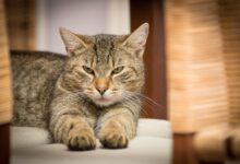 Die Bedeutung von Katzensignalen und wie Sie sie verstehen