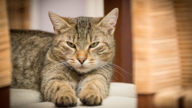 Die Bedeutung von Katzensignalen und wie Sie sie verstehen