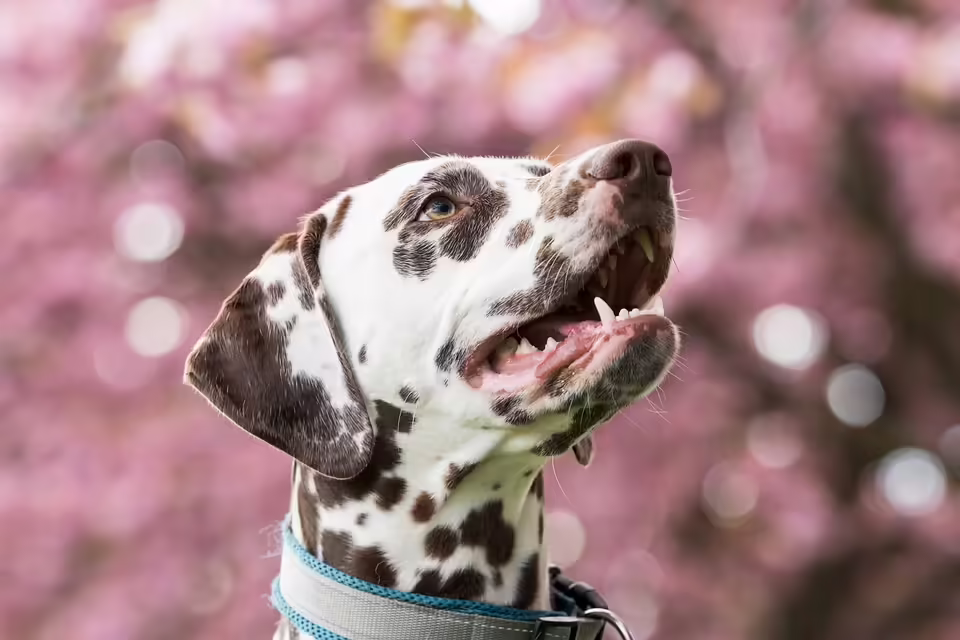 Die besten Hundeschulen in Ihrer Nähe: Ein Überblick