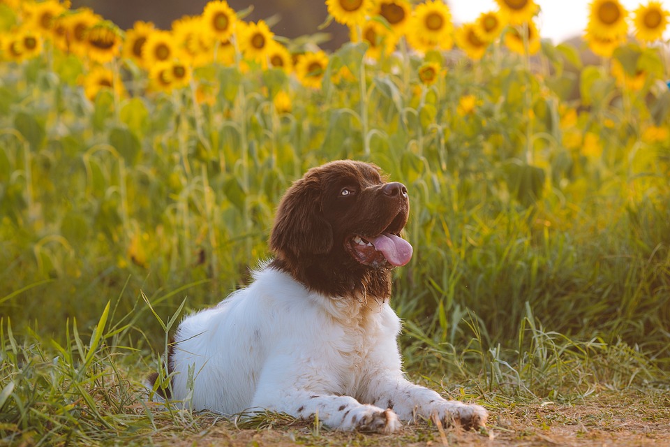 Die besten Tipps zur Pflege von Hundewelpen