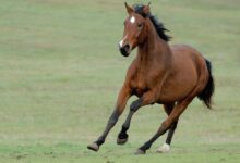 Pferdegesundheit: Präventive Maßnahmen für ein langes Leben