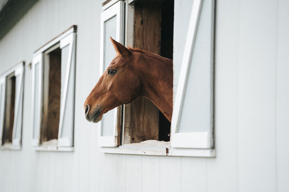 Reiten im Ausland: Kulturelle Unterschiede