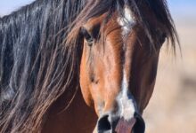 Der erste Reitunterricht: Was Anfänger wissen sollten