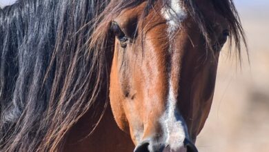 Der erste Reitunterricht: Was Anfänger wissen sollten