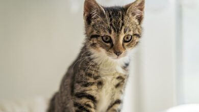 Katzenrassen im Porträt: Welche passt zu Ihnen?