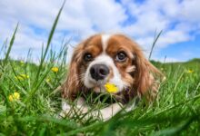 Übergewicht bei Hunden: Ursachen und Gegenmaßnahmen