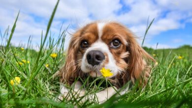 Übergewicht bei Hunden: Ursachen und Gegenmaßnahmen