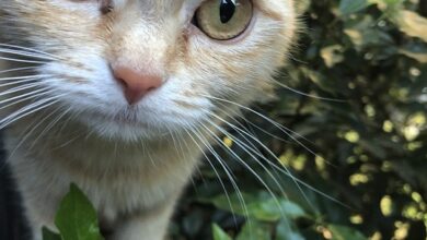 Zahnpflege bei Katzen: Warum sie so wichtig ist