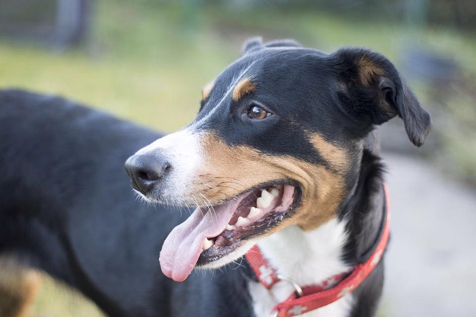 Allergien beim Hund – Symptome & Behandlung