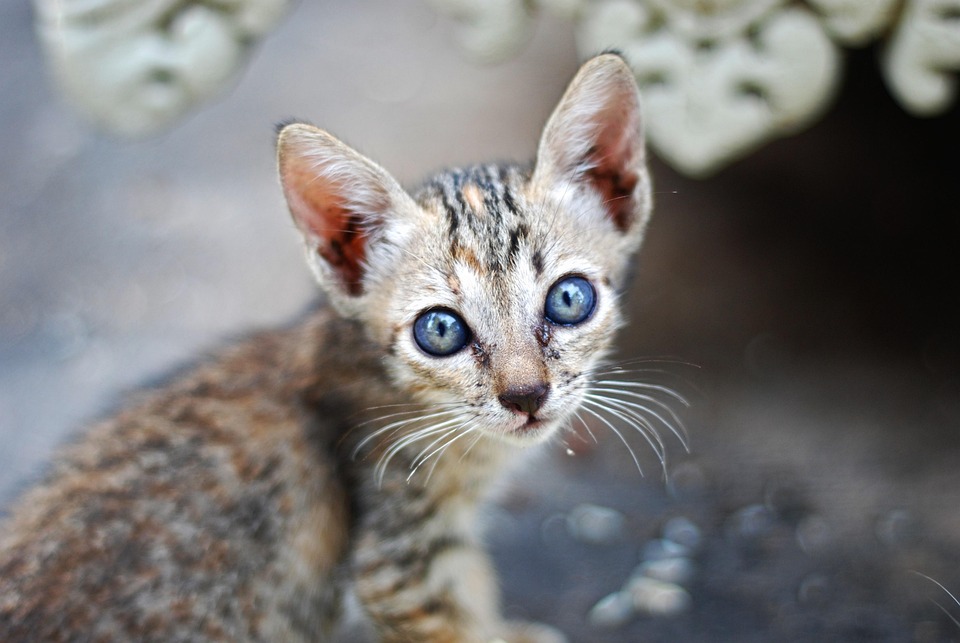 Angstkatzen verstehen und Vertrauen aufbauen
