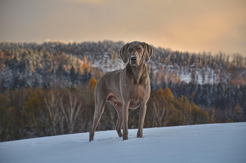 Jagdtrieb beim Hund kontrollieren lernen
