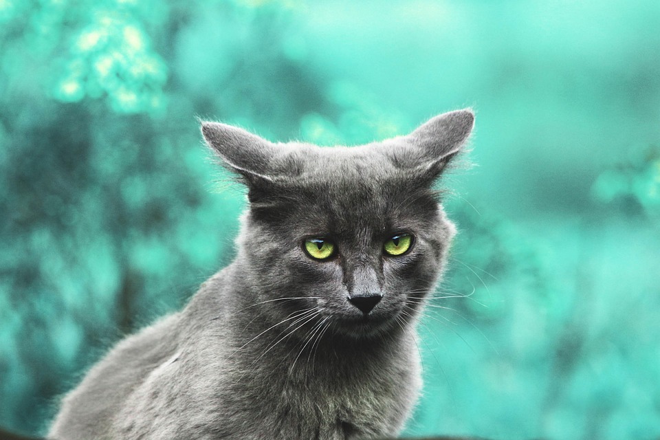 Rolligkeit bei Katzen – was Halter wissen müssen