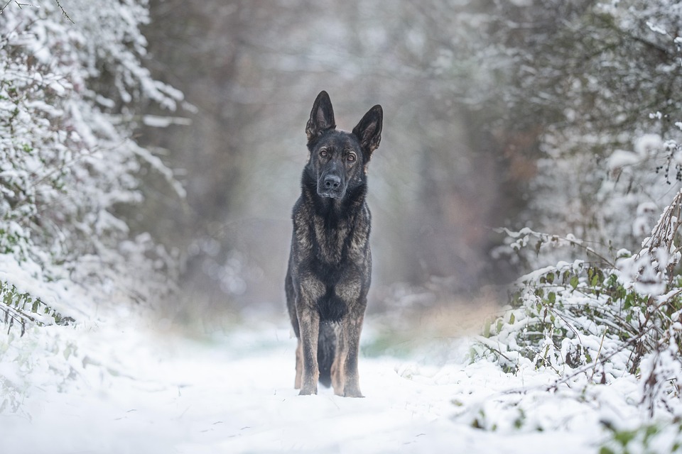 Winter mit Hund – Pfoten
